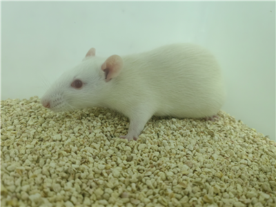 抑郁癥動物模型