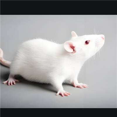 手足口病動物模型構建