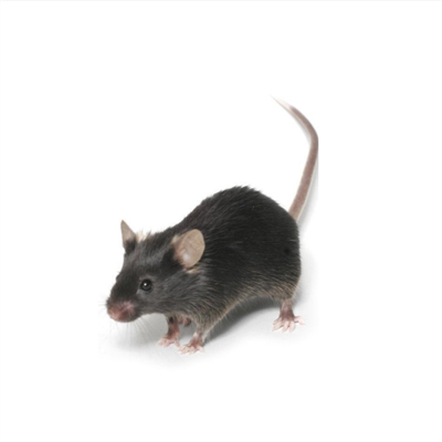 帶狀皰疹動物模型構建