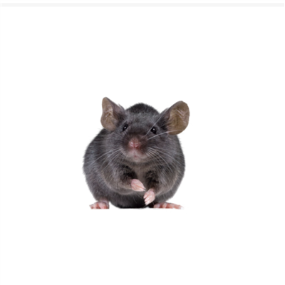 乙肝動物模型構建