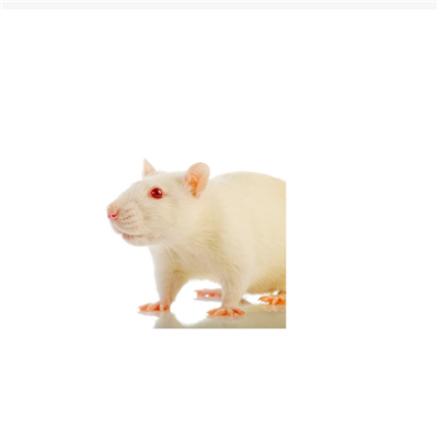 代謝類疾病動物模型構(gòu)建